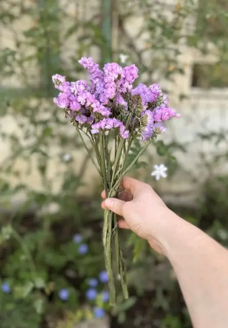 ⁦פרחים בתפזורת - עדעד ורוד פוקסיה⁩ – תמונה ⁦5⁩